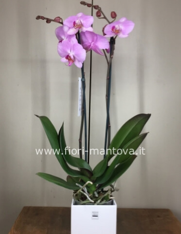 Phaleonopsis fiore bianco o colore diverso