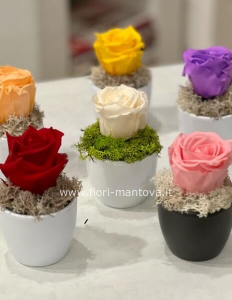 Rosa Stabilizzata diversi colori in vasetto ceramica