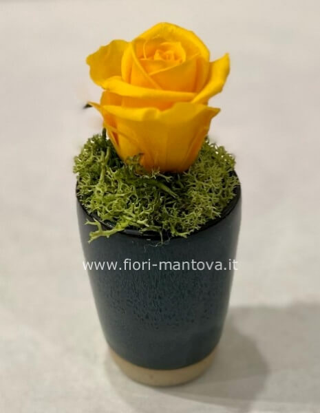 Rosa Stabilizzata in vaso ceramica